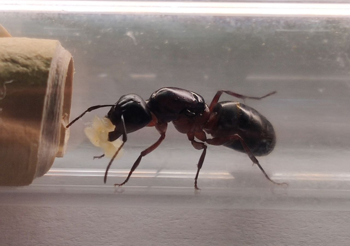 Одни из самых больших муравьёв России у меня дома (Camponotus herculeanus)