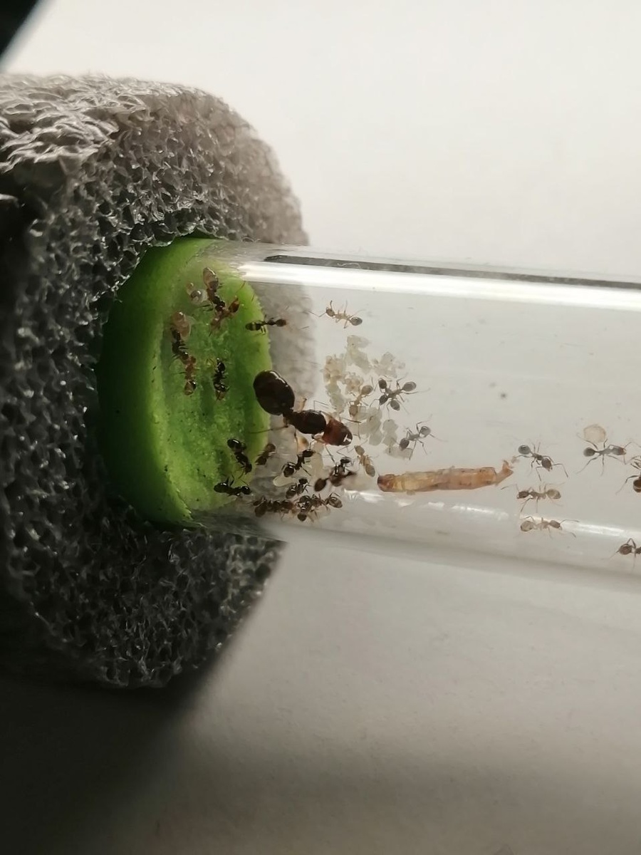 Маленьки муравьи Pheidole pallidula живут в инкубаторе.