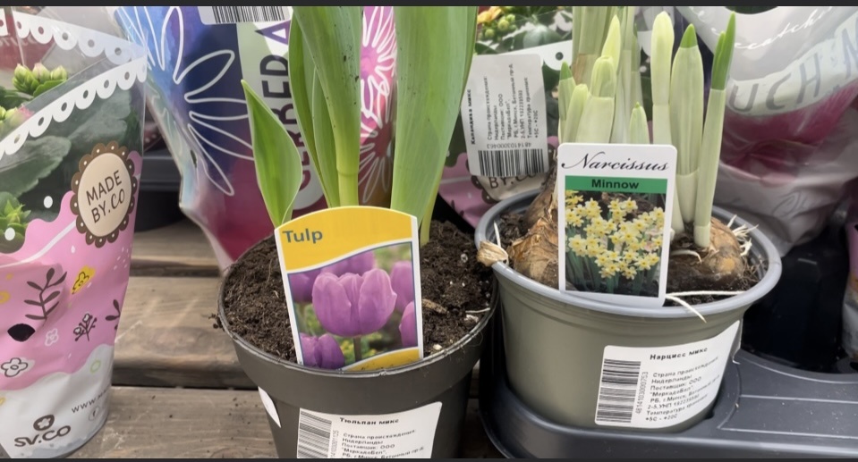 В магазине они такие