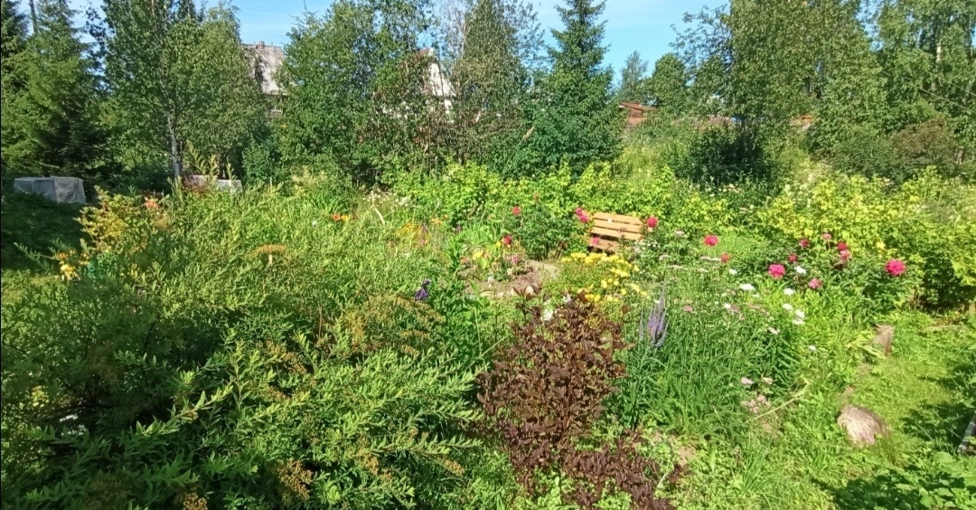 Мой любимый уголок на даче.