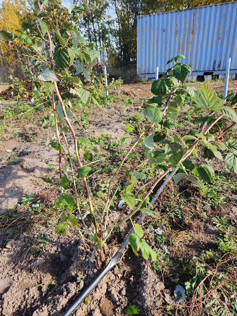Молодой куст Химбо Топ