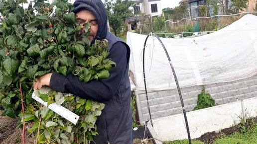 У нас теперь есть валюта...меняемся. Посадили малину.