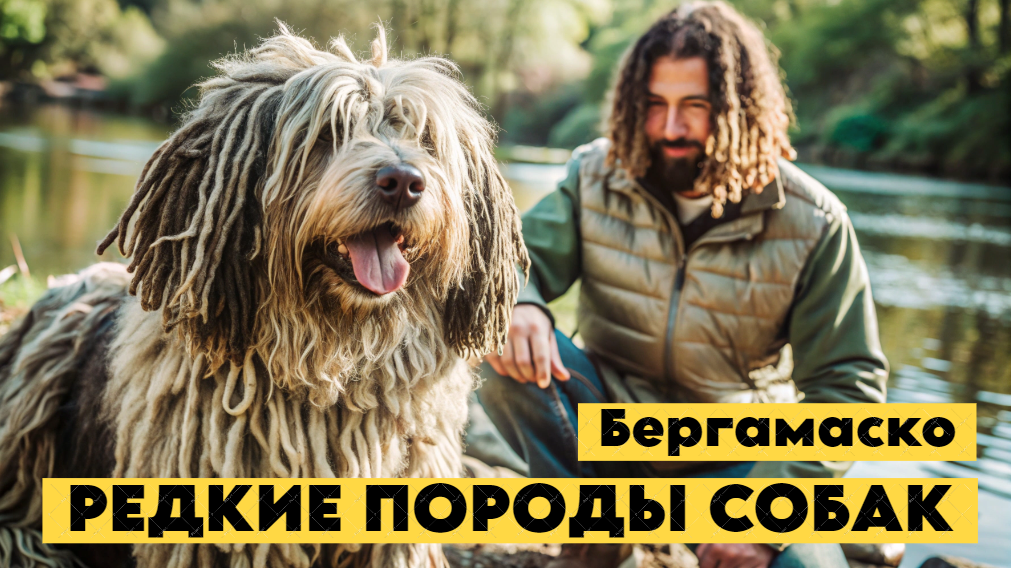 Бергамаско - загадочные собаки с "дредами"