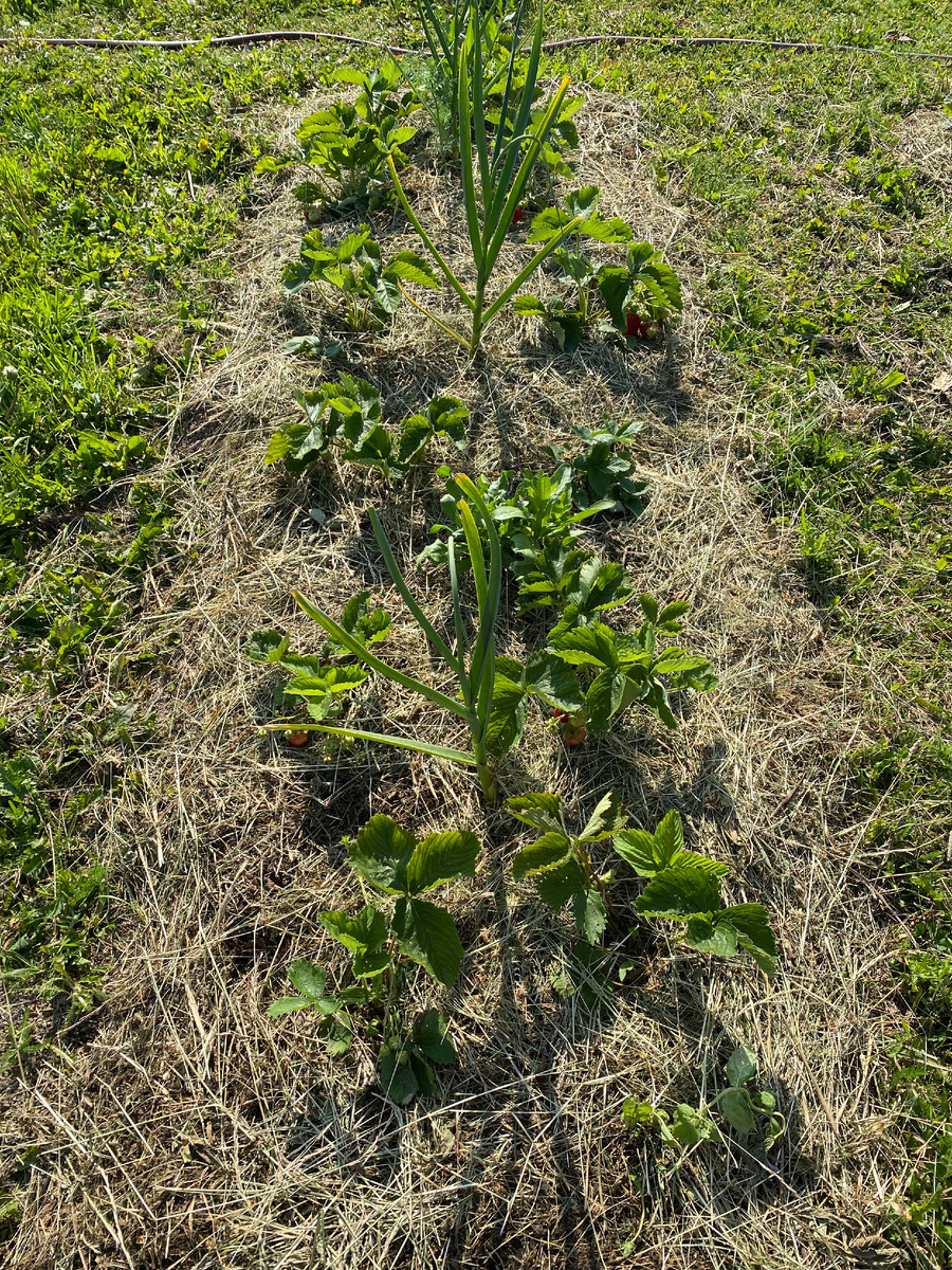 Кимберли в 2023 году (посадка осень 2022)