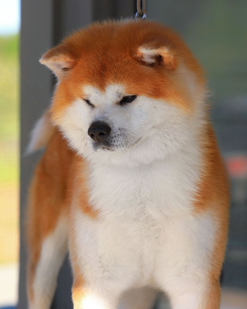 @akita_inu_happy