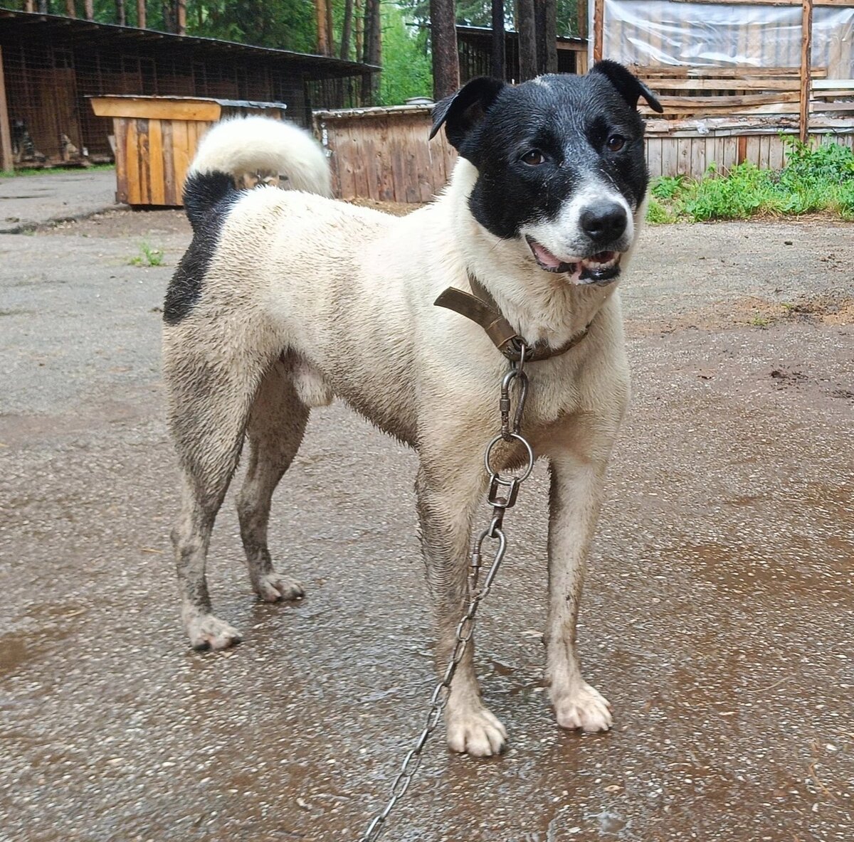 Настоящего  мужчину и грязь красит .