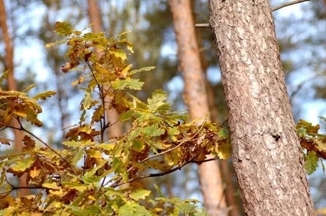    Что категорически не стоит делать на Дениса Позимника, 16 октября?