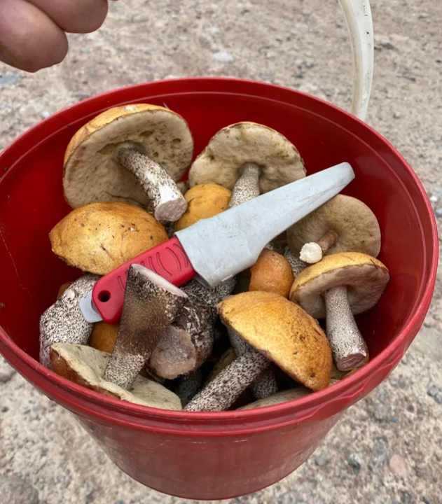 Тихая охота. Сентябрь 2024