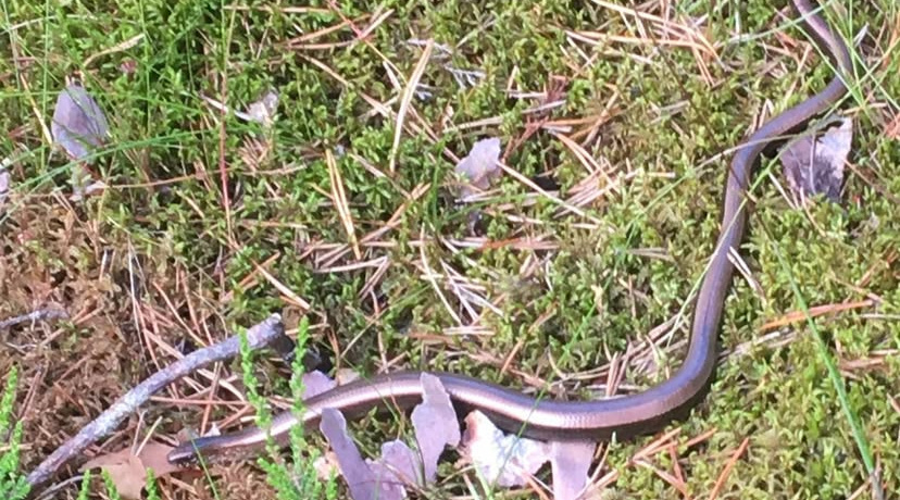 Ломкая веретеница