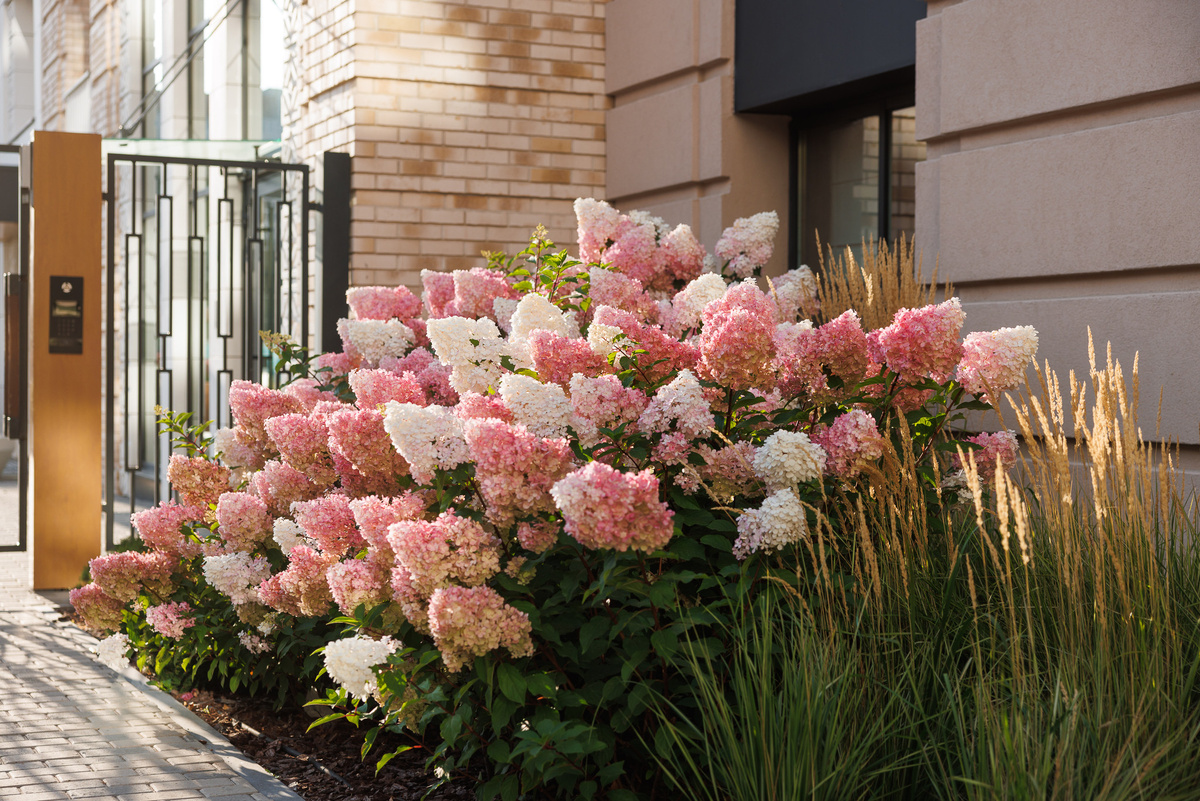 Живая природа и цветы в каждом уютном уголке двора