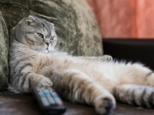 4 характера кошки. Как выбрать котенка с идеальным характером