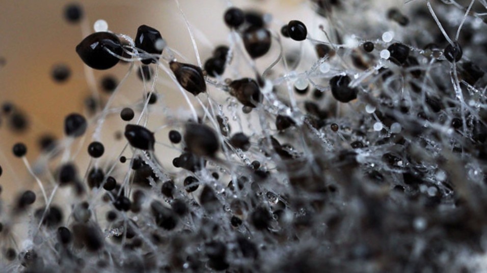 Эстетика плесени. ❤️ А она фотогеничная, да?