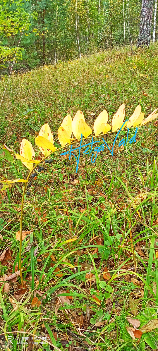 КУПЕНА ЛЕКАРСТВЕННАЯ в период заготовления корневищ.