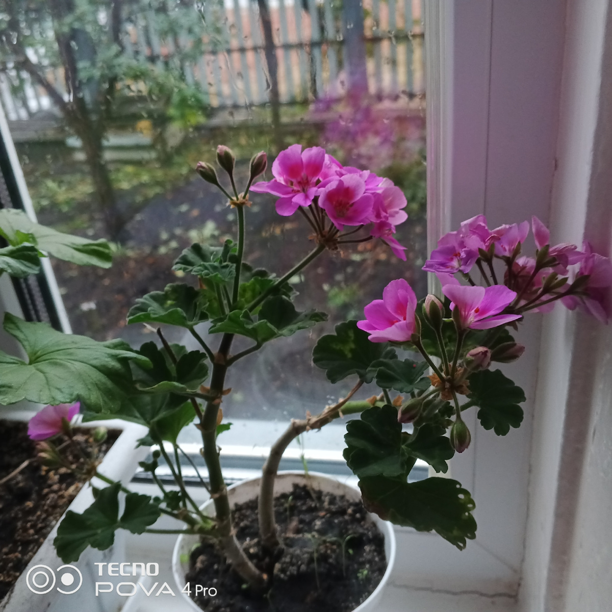 Герань решила, что ещё не зима и цветёт