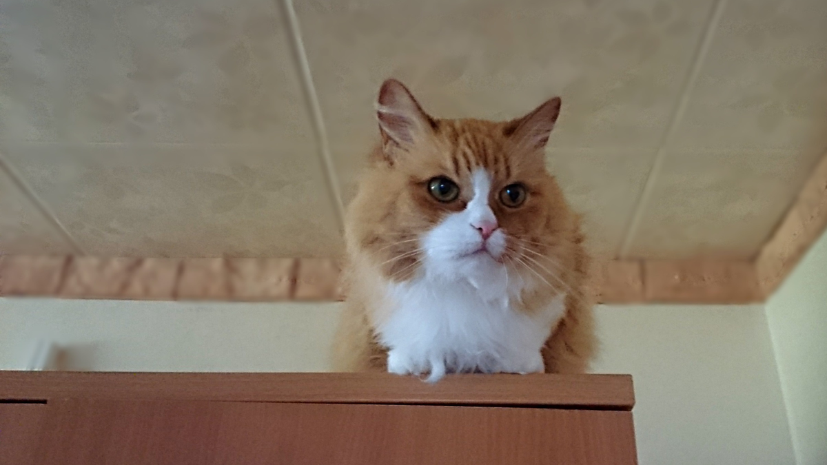 Котики известные верхолазы