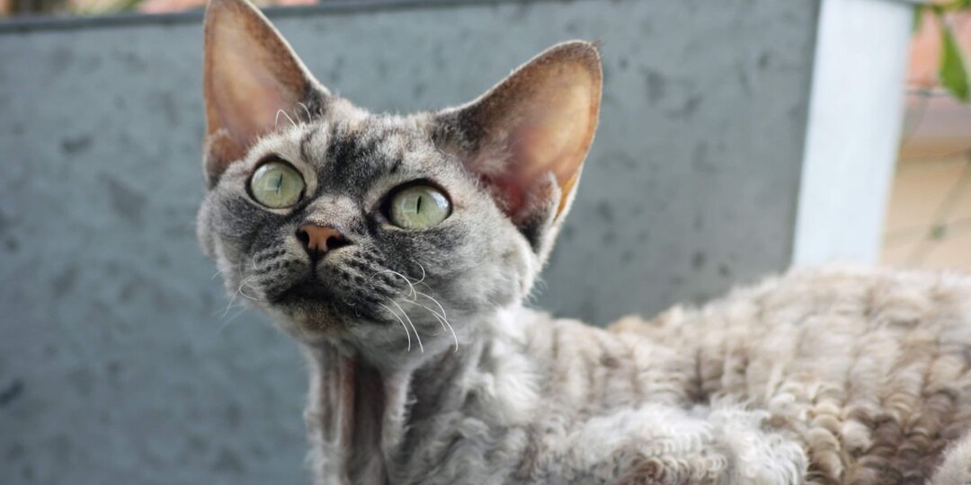 Познакомьтесь с девон-рексом: история породы, цены, фото и неповторимый характер