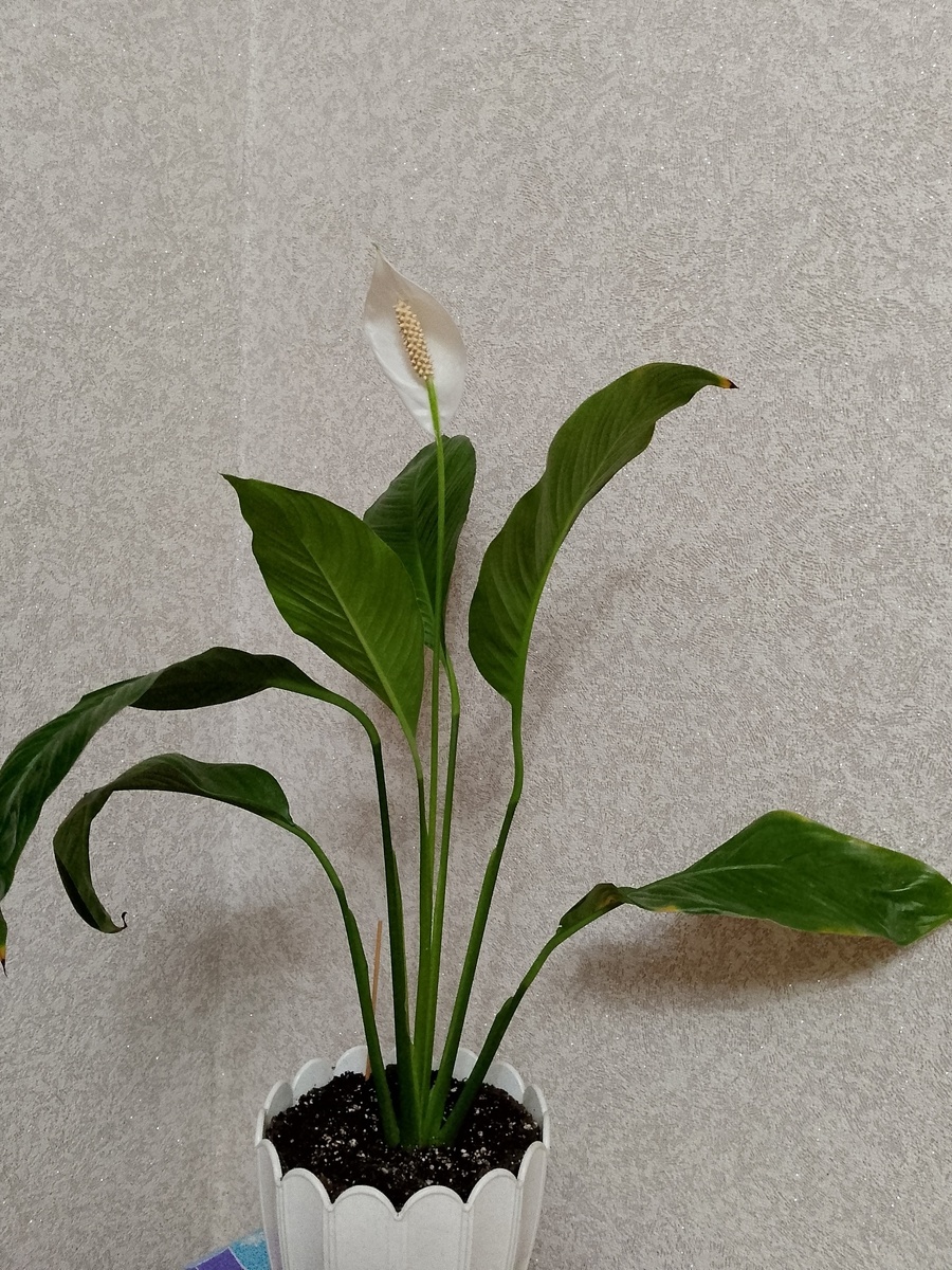 (мое "женское счастье")