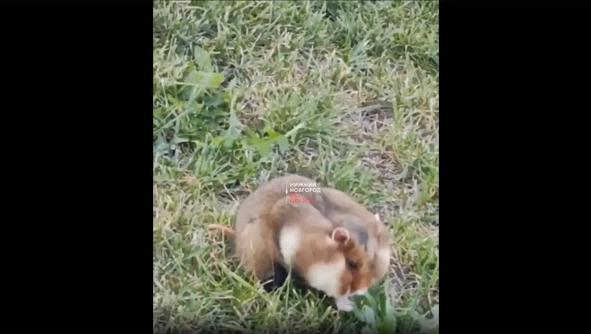     Источник: Telegram-канал «Нижний Новгород БЕЗ ЦЕНЗУРЫ»