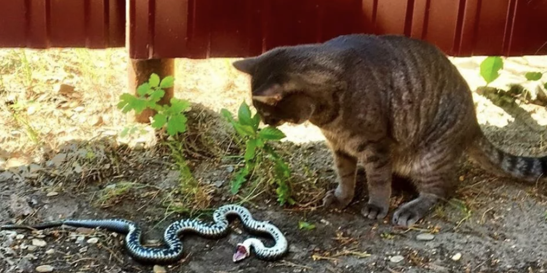 Змей на участке больше не видел! 5 причин их появления и рабочие советы по профилактике и избавлению от них