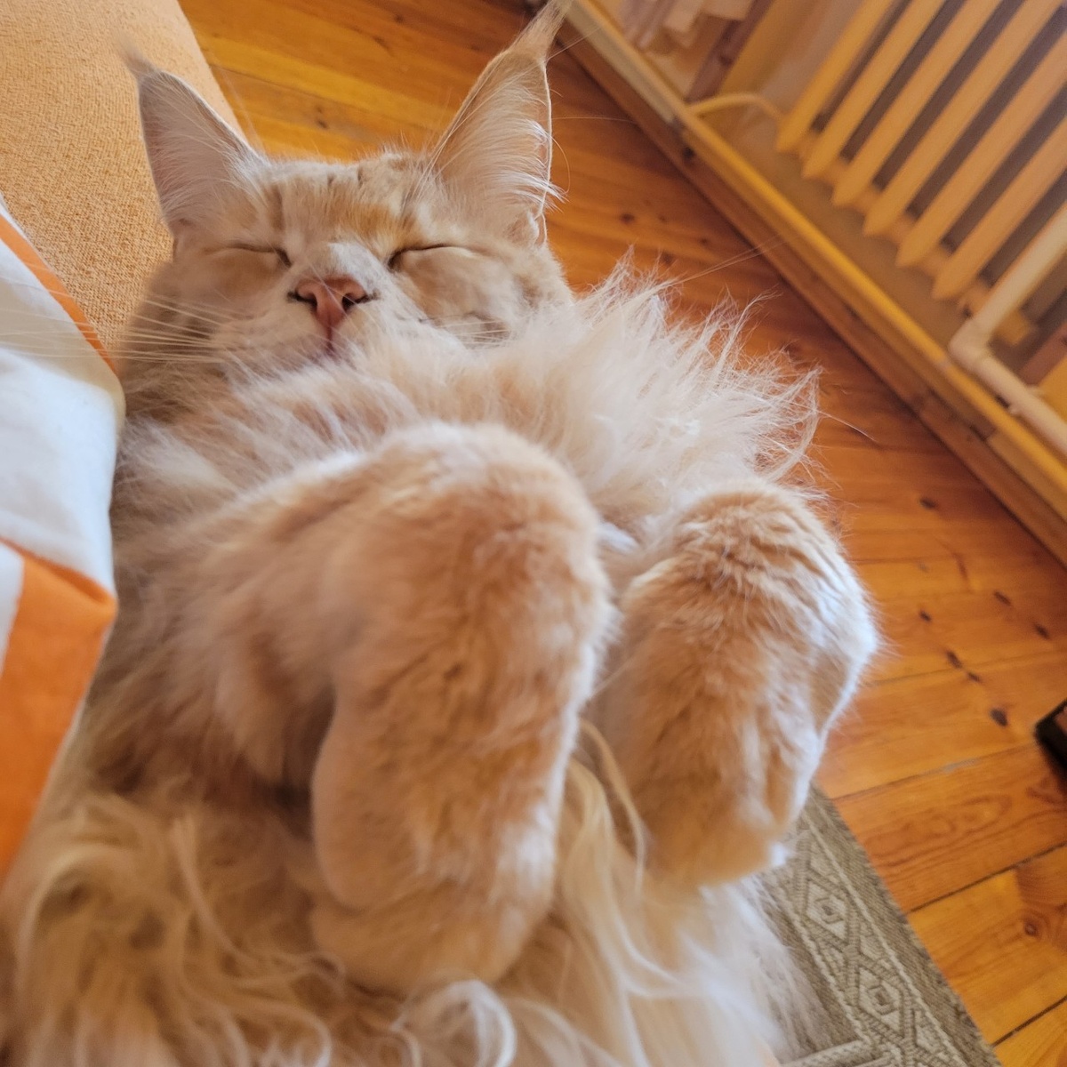 Очень нежный Котя:)