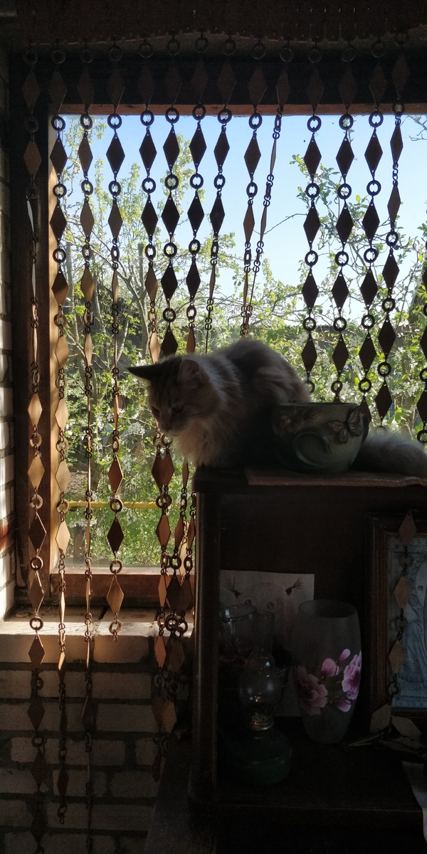 Котя гуляет на веранде:)