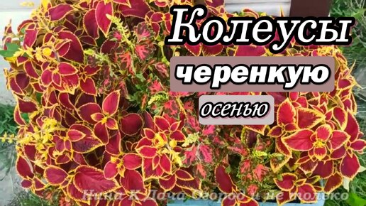 Семена больше не покупаю! Колеус черенкую осенью.