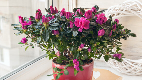    Как не погубить азалию и заставить ее цвести: лайфхаки по уходу за цветком от агрономов Ирина Петрова