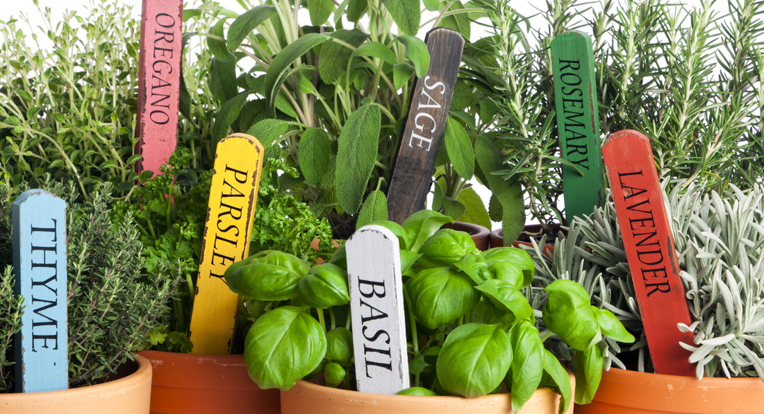 Источник фото: https://yaskravaklumba.com.ua/stati-i-video/simena/prianye-travy-spetsii-na-podokonnike-vyrashchivaem-iz-semian