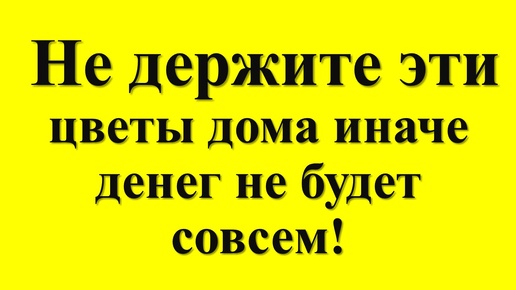 Почему некоторые цветы нельзя держать дома по народным приметам. Как правильно выбрать растения?