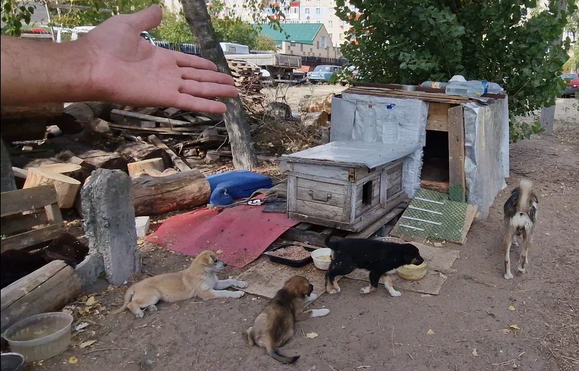 "Котеечек своих я сам прокормлю. Очень с собаками нужна помощь. Тяжело..." ©