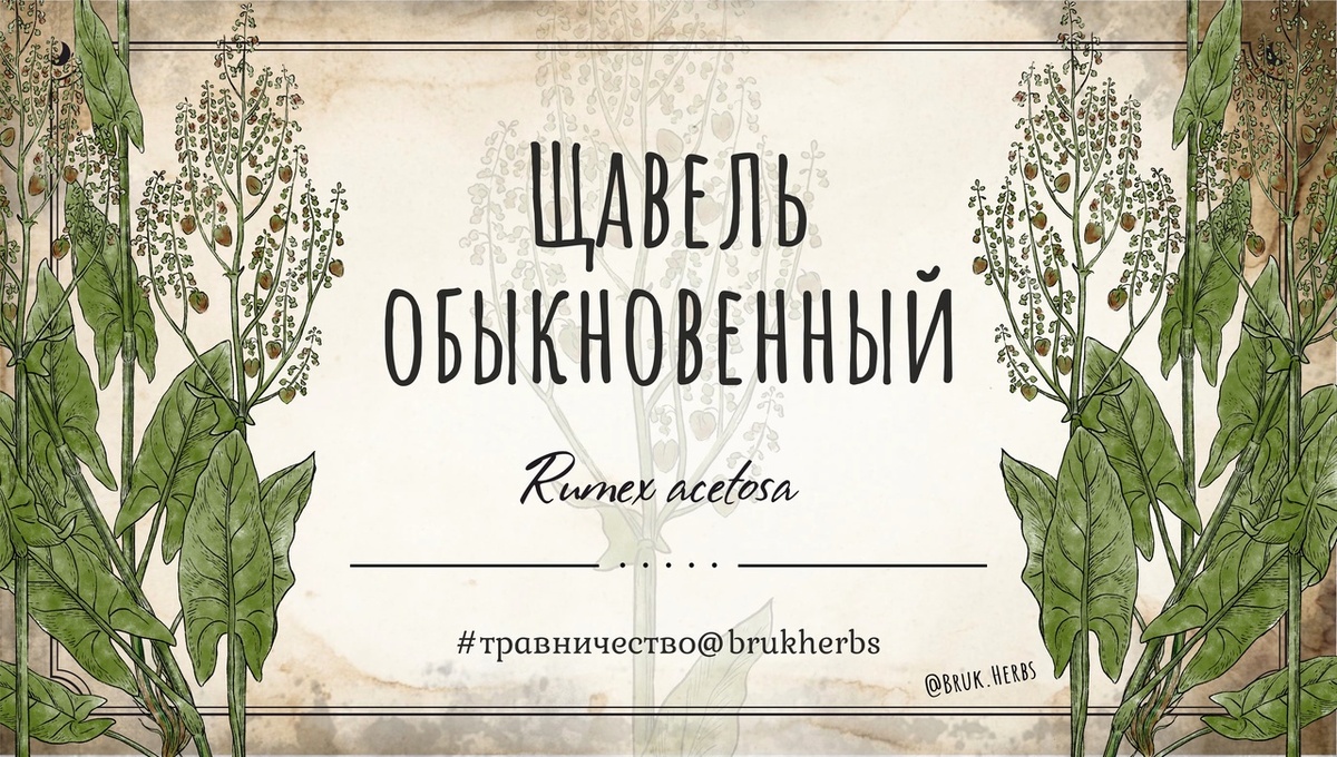 Дизайн @bruk.herbs.