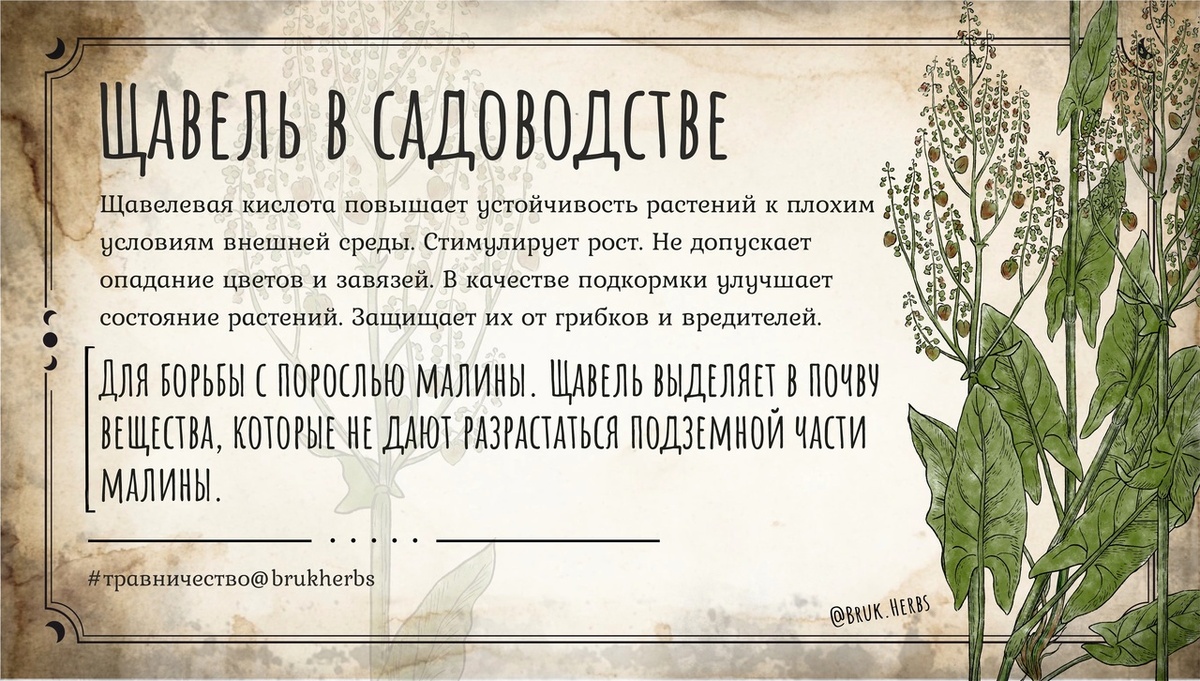 Дизайн @bruk.herbs.