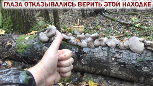 ❗ ГЛАЗА ОТКАЗЫВАЛИСЬ ВЕРИТЬ ЭТОЙ НАХОДКЕ! 👉ГРИБЫ в ОКТЯБРЕ 2024🌳🍄🌲ОПЯТА. ВЕШЕНКА