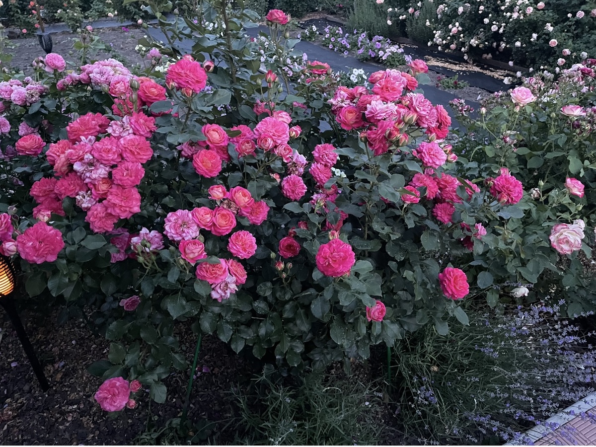 ИЮНЬ 2024. МИДСАММЕР