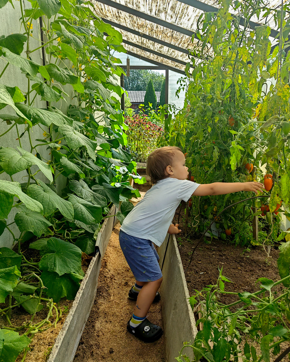 Внук собирает урожай в бабушкиной теплице