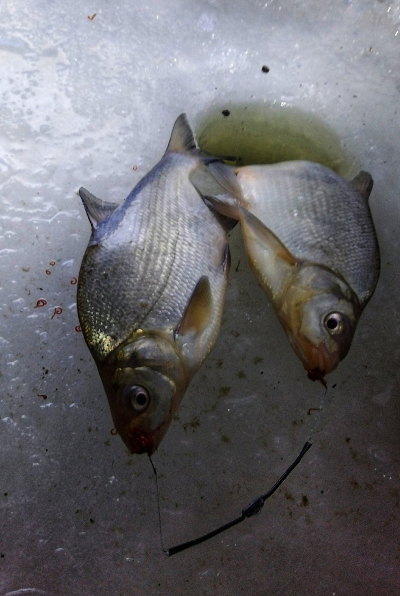 При хорошем клеве такие поимки не редкость