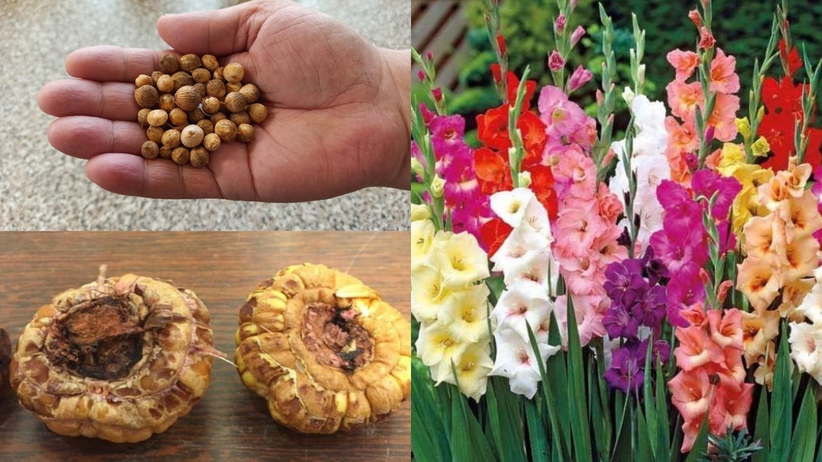 "От разочарования к успеху: как маленькие детки гладиолусов превращаются в роскошные цветы. Узнайте секреты выращивания гладиолусов из деток!"