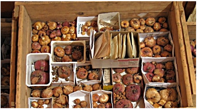 Правильное хранение деток гладиолусов обеспечит их сохранность до момента посадки.