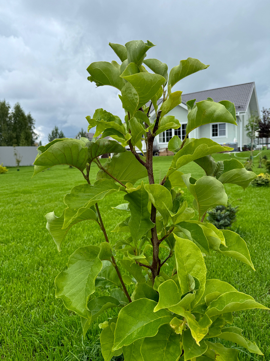 Магнолия Judy zuk 