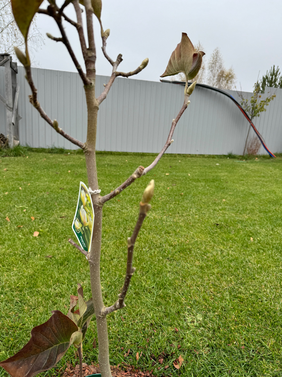 Магнолия Sunsation