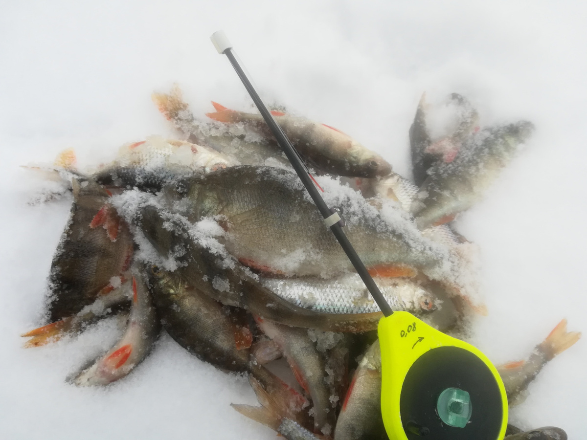 Более жестким кивком длиной около 7 см в разы проще задавать быструю окуневую игру.