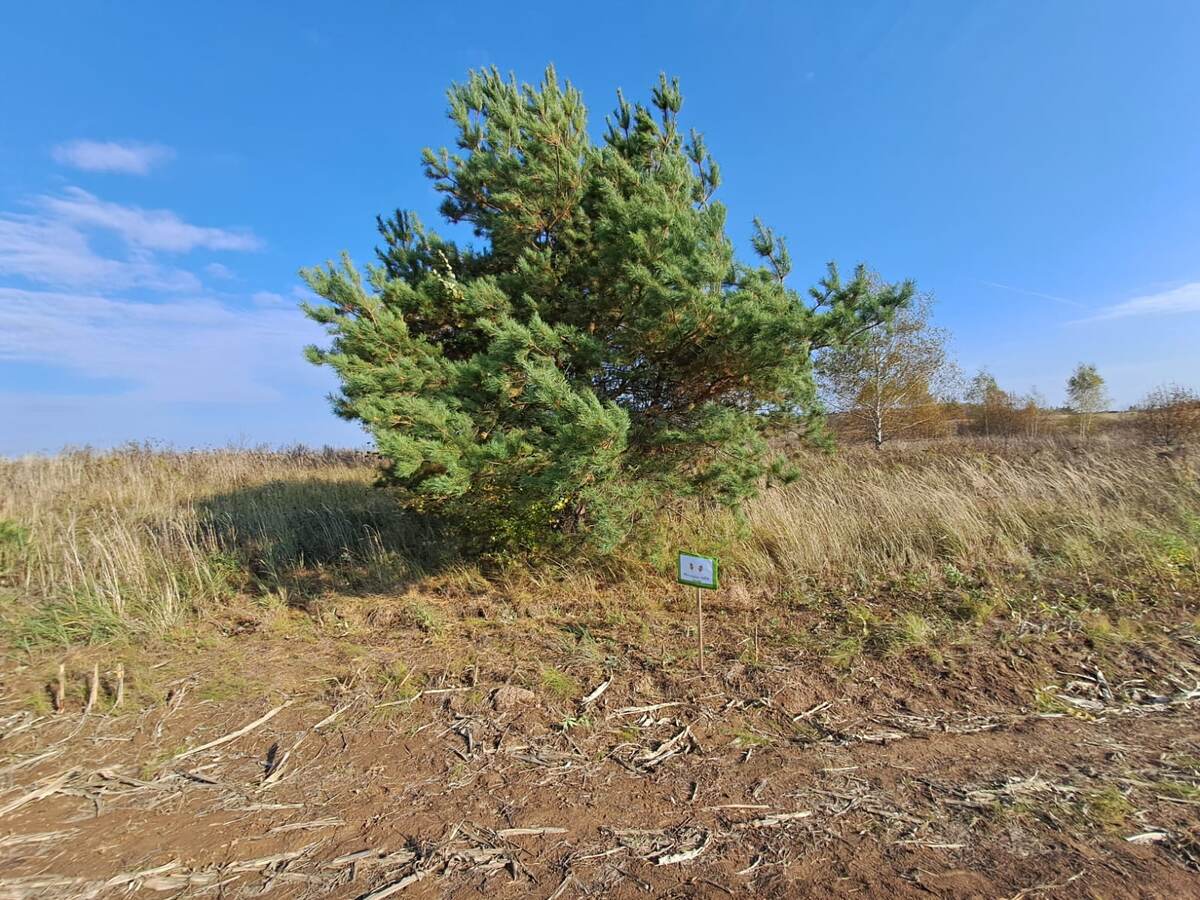 Сосна всем своим видом подтверждает: ветрено, однако!