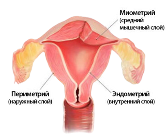 Слои стенки матки