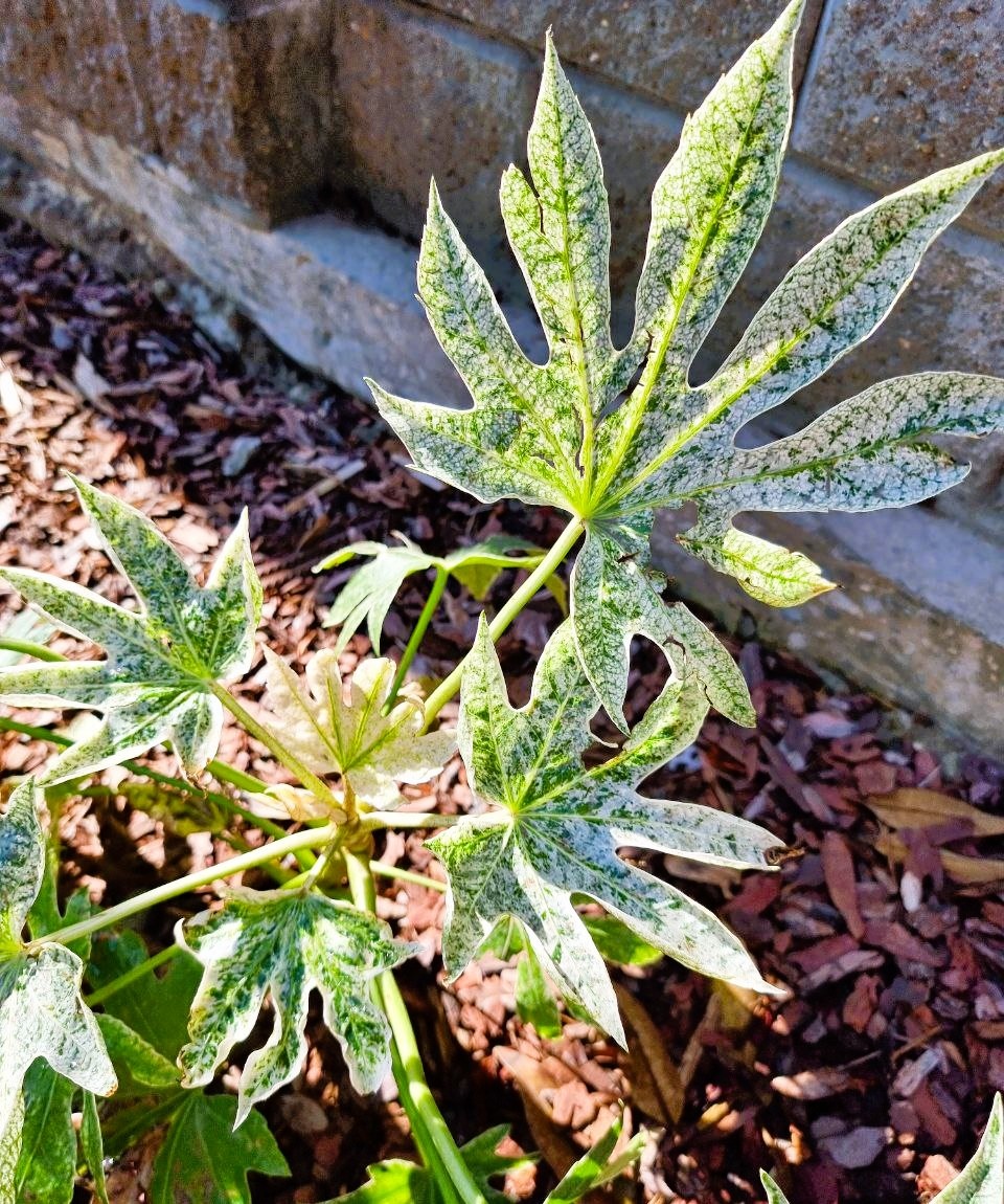 Fatsia japonica ‘Spider’s Web’ в моем саду. Анапа.