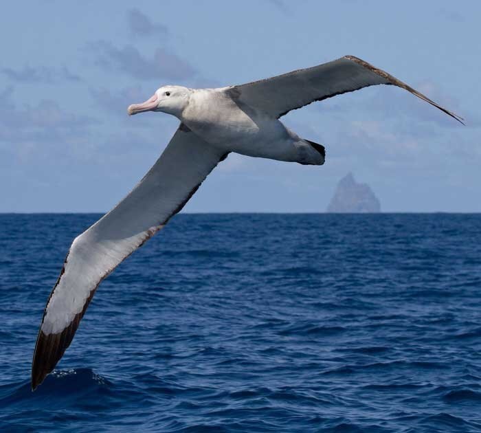 на картинке вы видите птицу альбатрос. Посмотрите на его крылья и его размах, это просто жесть.