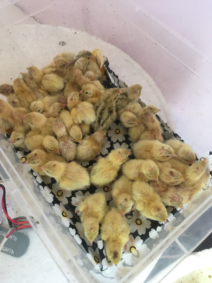ТОЛЬКО ИЗ ИНКУБАТОРА 