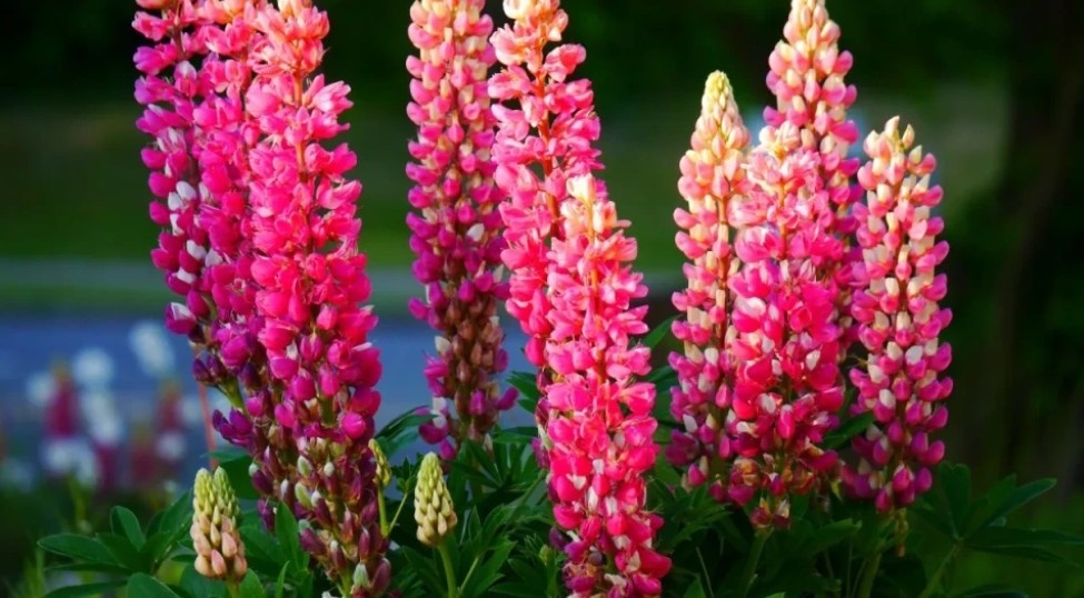 Три сорта однолетних цветов хорошо переносят морозы