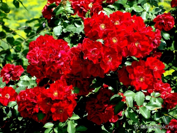 Ротер Корсар Roter Korsar (KORromalu, Red Corsair, Temptress ) Kordes Германия, 2004