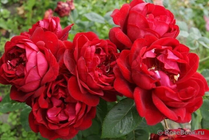 Capricia Renaissance (POULren024, Capricia ) Poulsen Дания, 2012