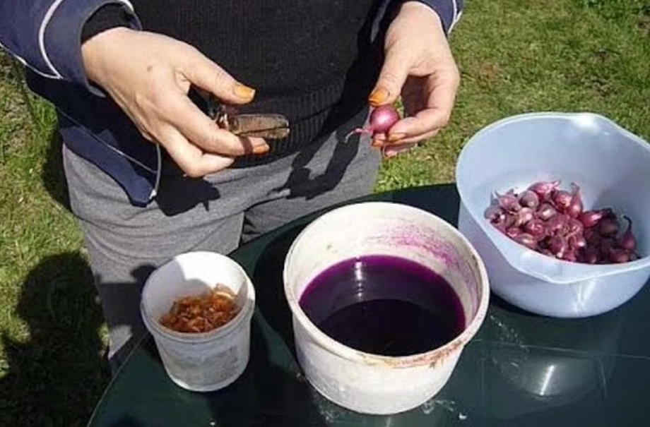 Обработка в марганцовке